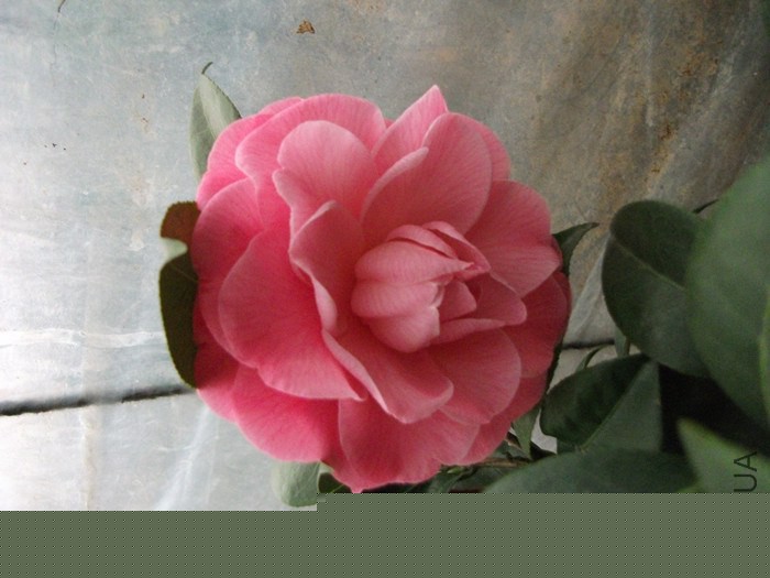 DSCF9249_����.jpg