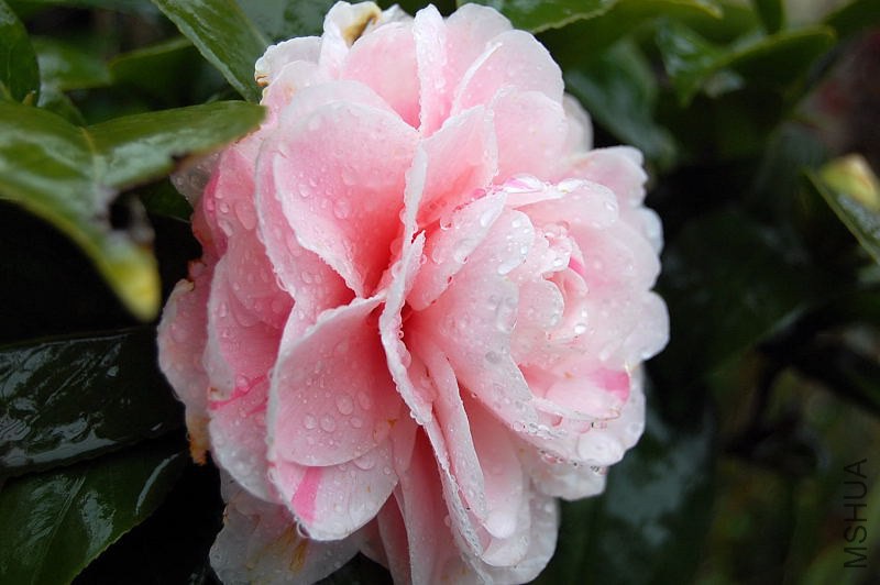 DSC_01120112.JPG