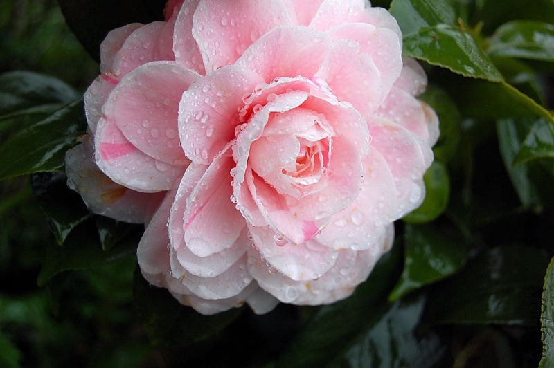 DSC_01170117.JPG