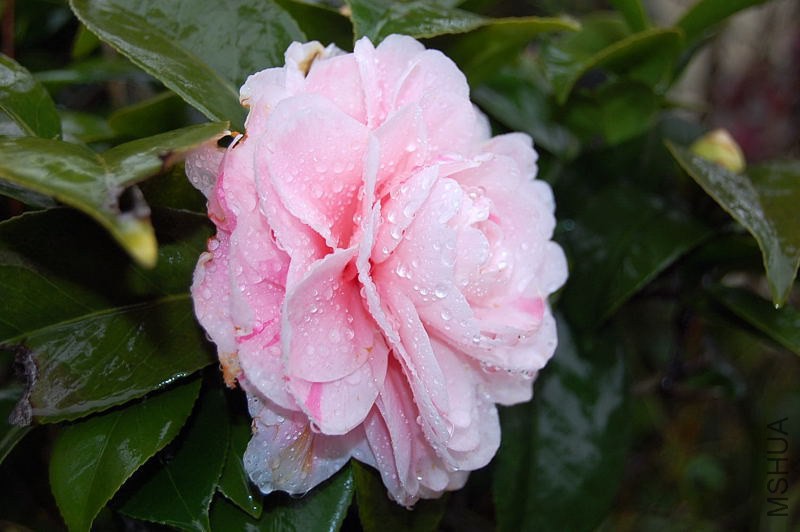 DSC_01110111.JPG