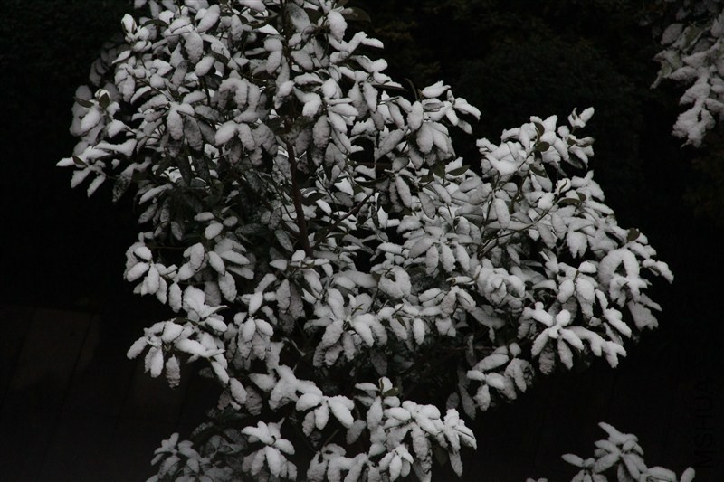 psb (33)_����.jpg