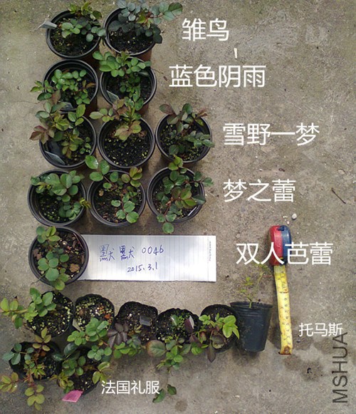 ��Ƭ0492_����.jpg