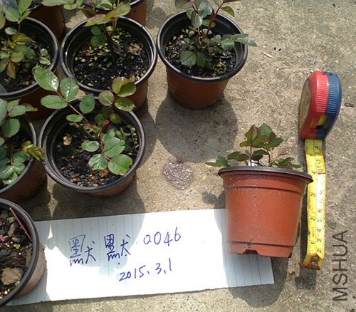 ��Ƭ0494_����.jpg
