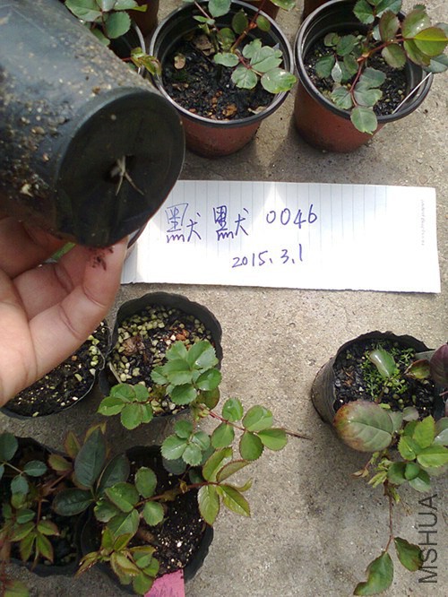 ��Ƭ0493_����.jpg