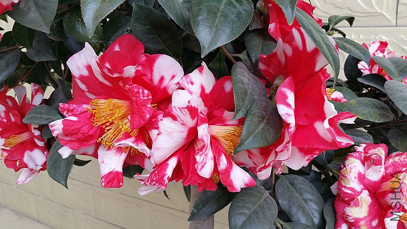 20150301_161143_����.jpg