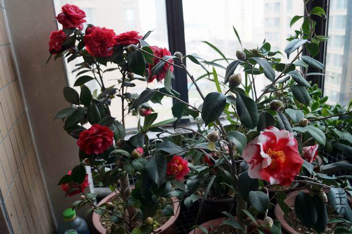 ������С �����ع� ������С DSC00195.JPG