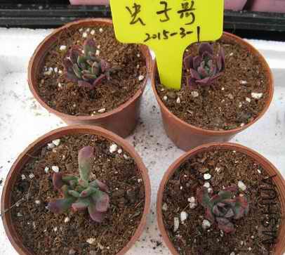 1��������3cm�и��ӣ�5Ԫһ��