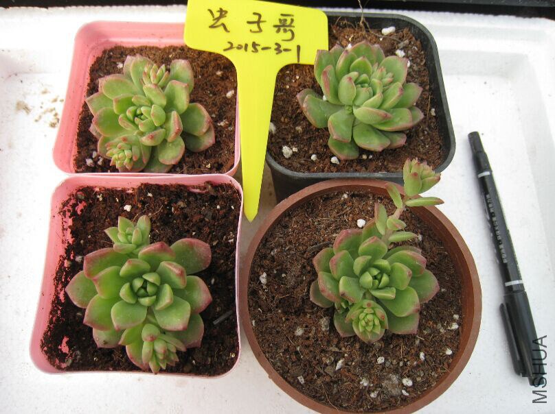 2����ͷ����˹4cm+��15һ��