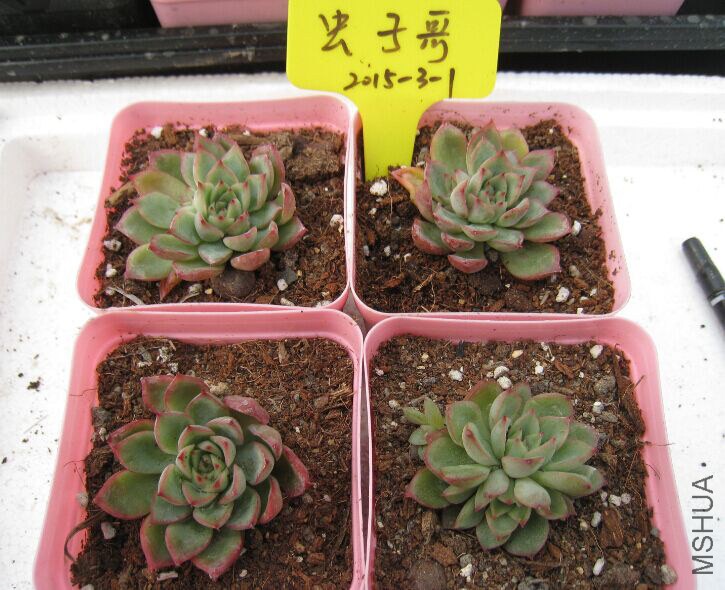 3����ͷŮ��5cm��18Ԫһ��