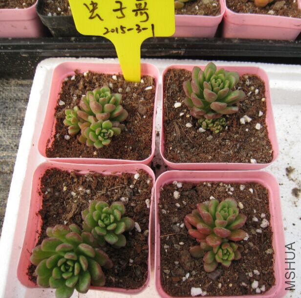 4����ͷ�����4cm+��12Ԫһ��