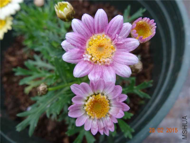 DSC06730.jpg