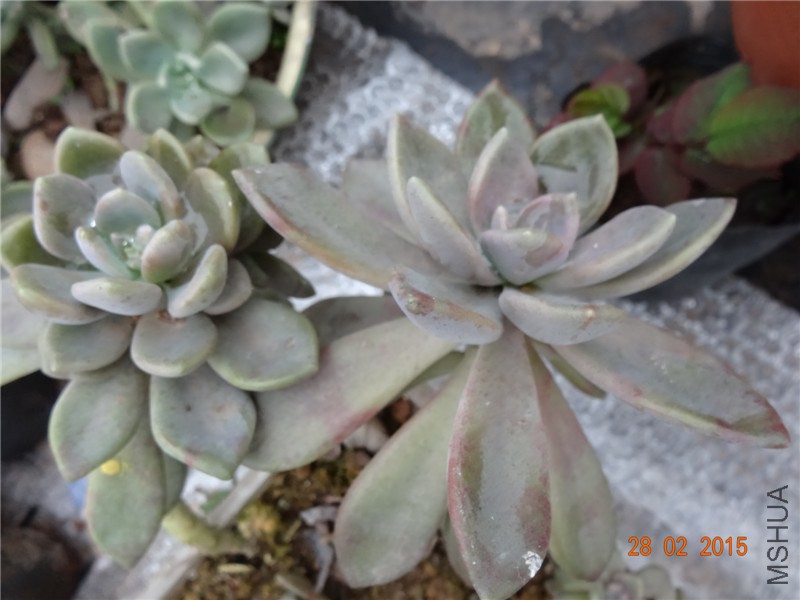 DSC06735.jpg