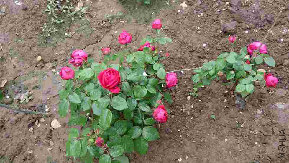 DSC_0055.jpg