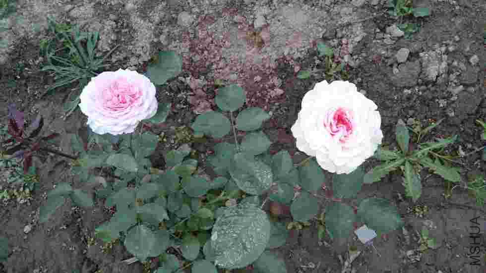 DSC_0099.jpg