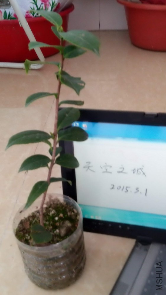 ��֪���軨1��.jpg