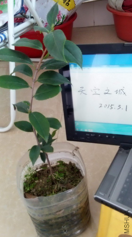 ��֪���軨3��.jpg