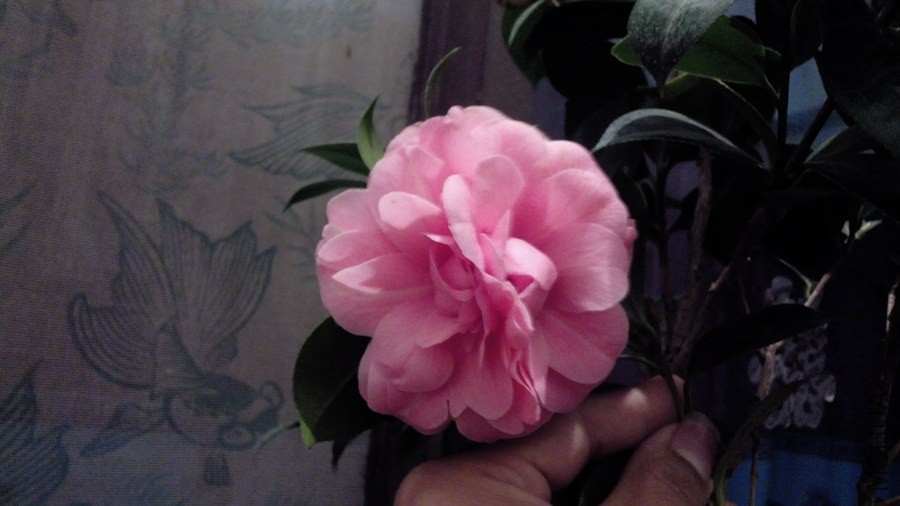 IMG_20150228_191530.jpg