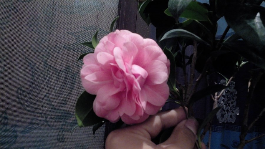 IMG_20150228_191537.jpg