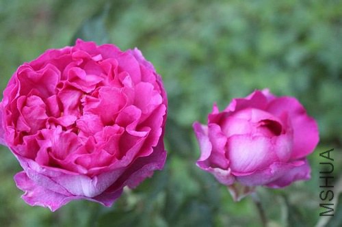 p24854384-2.jpg