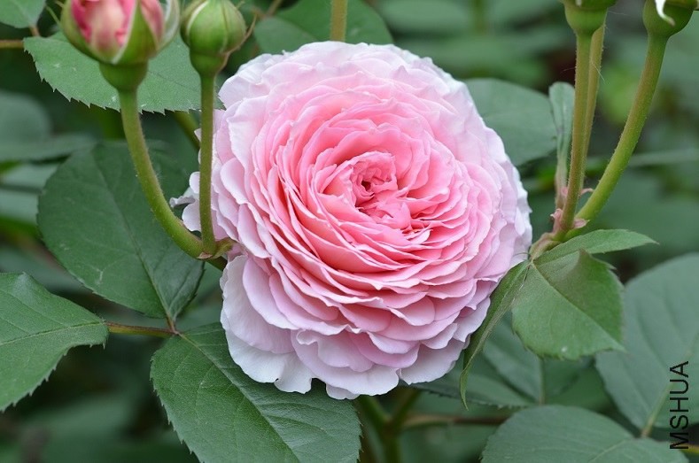 DSC_2946.JPG