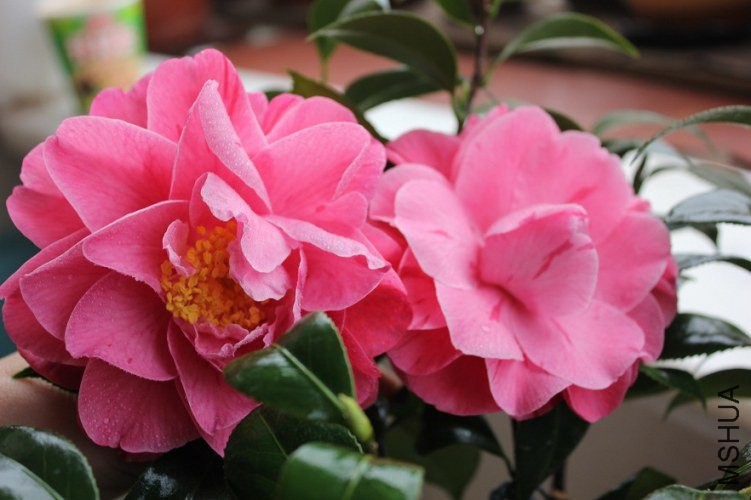 ��������5 (1).jpg