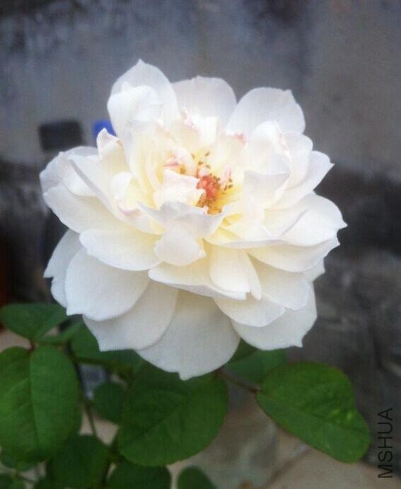 �ʴȵĺ���