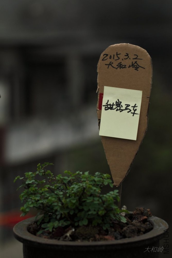 dpp_0021[1].jpg