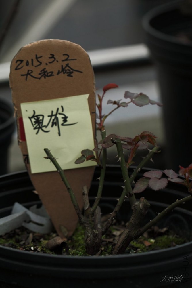 dpp_0030[1].jpg