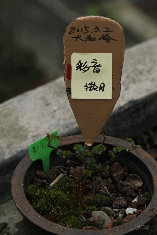 dpp_0032[1].jpg