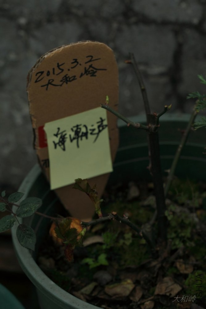 dpp_0041[1].jpg