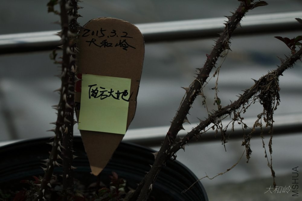 dpp_0047.jpg