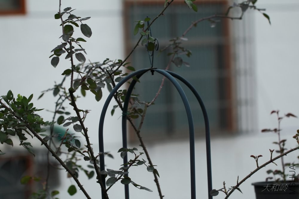 dpp_0052.jpg