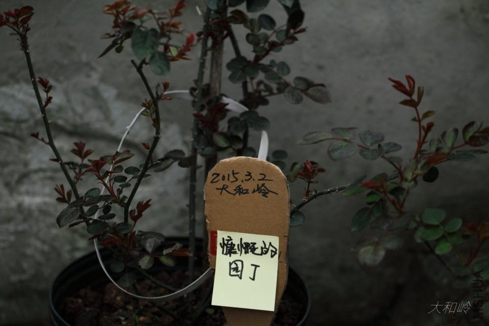 dpp_0053.jpg