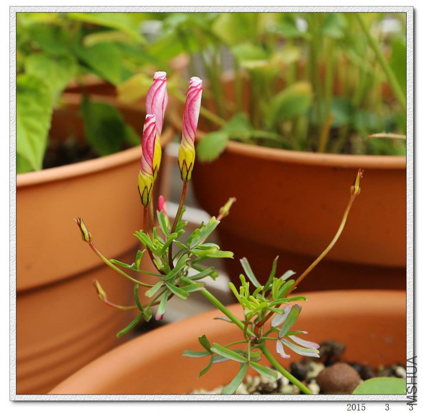 2015030303.jpg