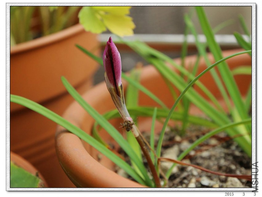 2015030302.jpg