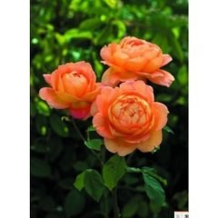 t01bcb37fb6925269f7.jpg