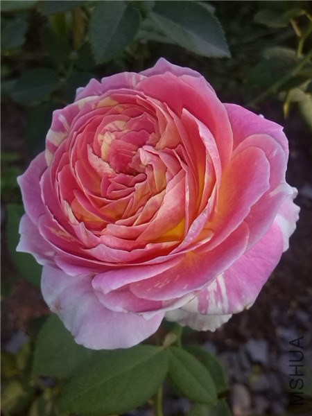 ����Ī�� Claude Monet-2.jpg