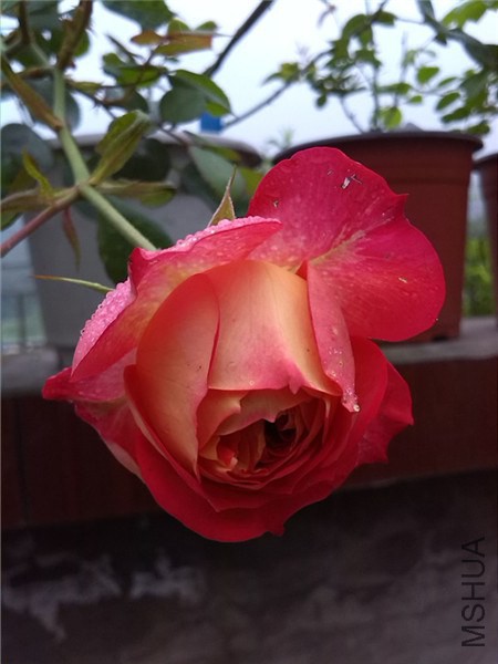 ��������(�ٱ���) Soleil Romantica-1.jpg