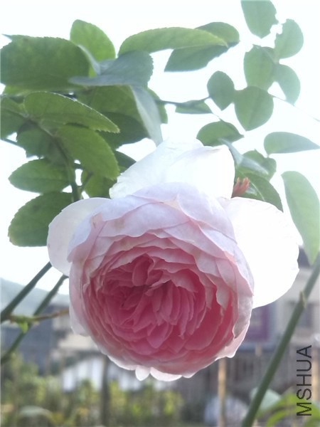 �ҵ���-2.jpg