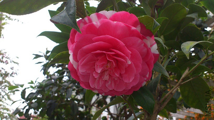 DSC_4338.JPG