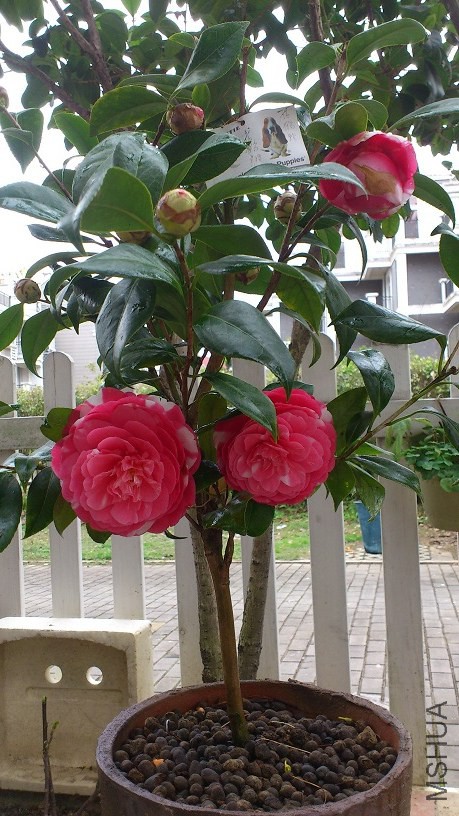 DSC_4369.JPG