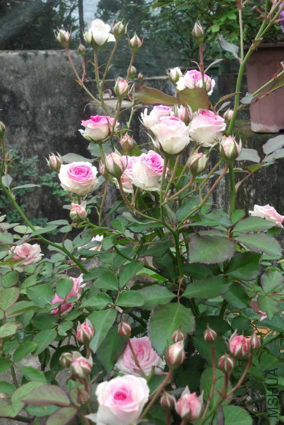 2014-12-14 15.22.27-1.jpg