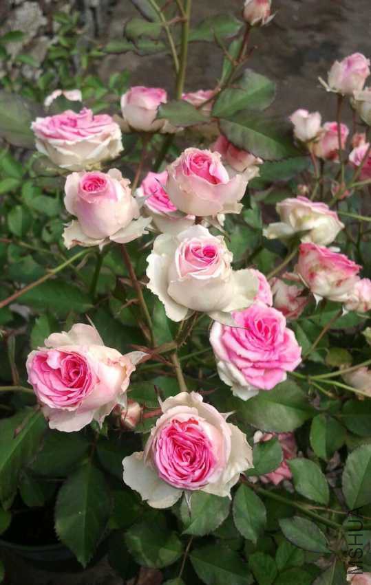 2014-12-22 11.36.25-1.jpg