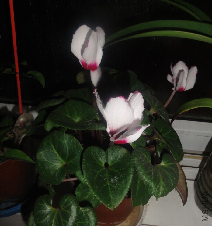 QQͼƬ20150303215719.jpg