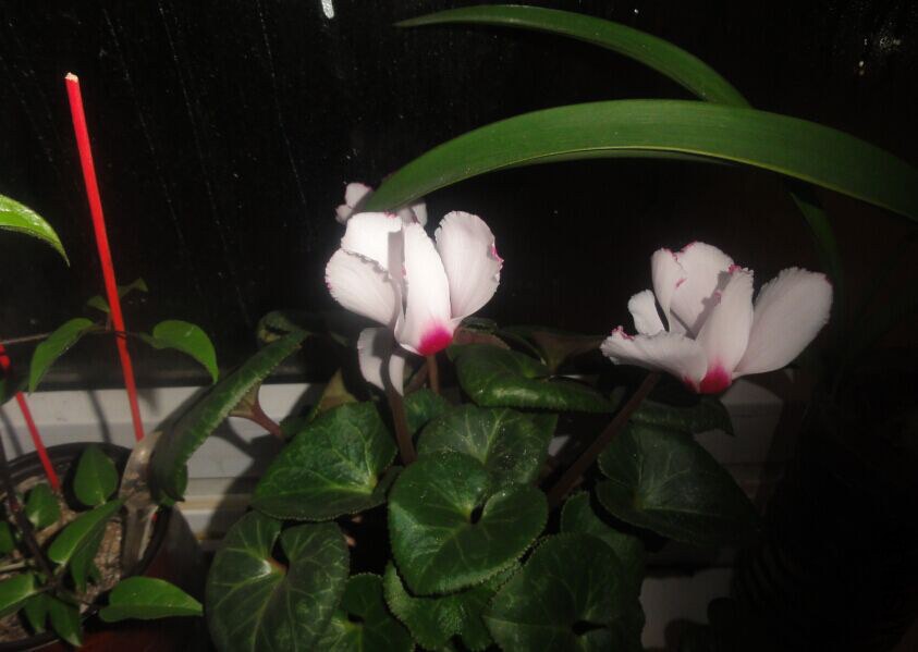 QQͼƬ20150303215808.jpg