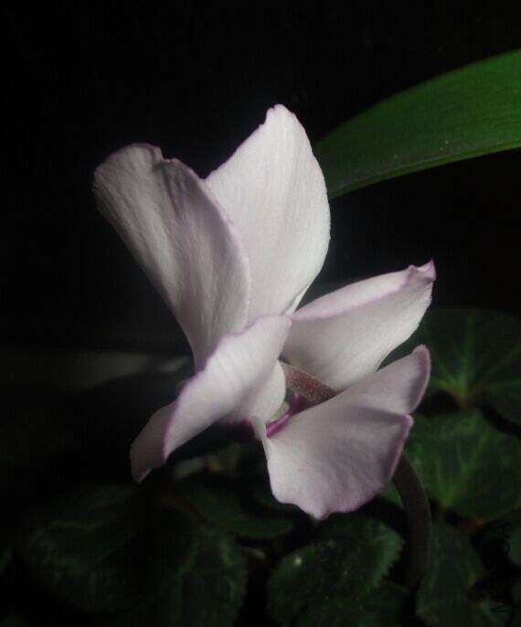 QQͼƬ20150303215643.jpg