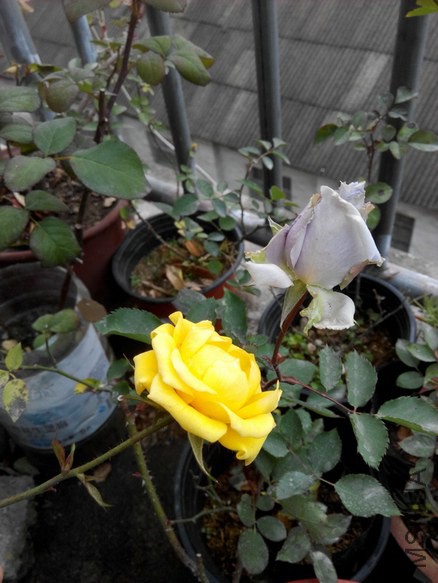IMG_20150205_081718.jpg