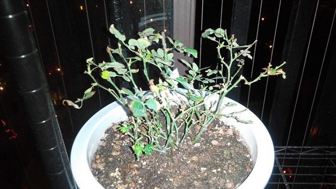 IMG_20150303_223115.jpg