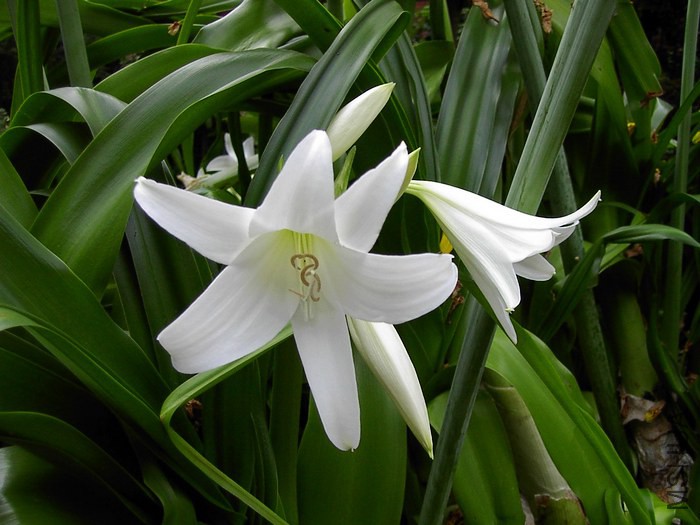 Crinum_x_powellii.jpg
