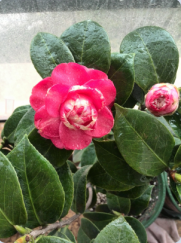 QQ��ͼ20150304093244.png